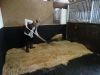 Horse Bedding Wood Pellets