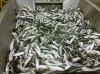 Frozen Fish