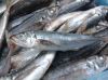 Frozen Fish
