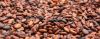 COCOA BEAN FROM ECUADOR