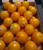 Fresh Naval and Valencia Oranges Best Quality