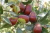 Chinese red jujube