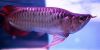 Premium live Arowana fishes, Flowerhorns, Koi, cichilids, Discuss, and other fishes on Wholesale