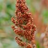 Top quality Red and white Sorghum