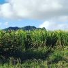 FRESH SUGAR CANE STICKS