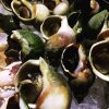 hot sale high quality whelk, Jade Whelk (Canada), Wild frozen sea snail Whelk meat
