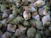 hot sale high quality whelk, Jade Whelk (Canada), Wild frozen sea snail Whelk meat