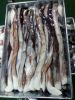 Frozen peru giant squid tentacle BQF