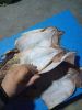 dried squid tube dried korean squid