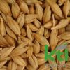 Barley