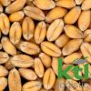 Wheat