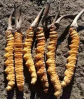 Yarsha Gumba (Cordyceps Sinensis)