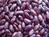 Purple Speckled Kidney Bean / Light Speckled Kidney Bean