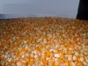 Maize, corn, yellow corn, white maize top deal at factory prices