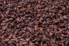 10000000000mt of cocoa...