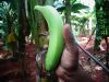 GREEN CAVENDISH BANANA