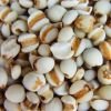 Apricot Kernels, Chestnuts, Pumpkin Kernels, Betel Nuts, Hazelnuts, Pine Nuts , Almond Nut Kernel , Wild Organic Pine Nuts , Cashew Nuts , Pine Nuts