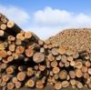 Long Hardwood Lumber and Sawn Lumber & Construction Timber , ntire Logs of Trees in Nature for Imported Wood Raw Materials , Lumber/Sawn Timber/Acacia/Hardwood/Wood