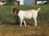 Boer Goats