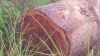 WOOD LOG AND  TIMBER 