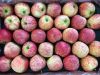 Fresh Fruit