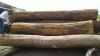 Cumaru - hardwood logs