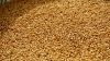 Sesame Seed