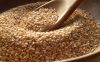 Sesame Seed