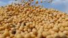 Soybeans