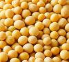 Cheap Yellow Soyabean Grade I for sale NOW AVAILABLE 