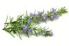 Rosemary Extract