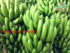 FRESH CAVENDISH BANANA...