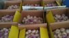 china fresh garlic
