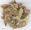 horny goat weed