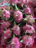 Fresh Dragon Fruit