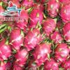 DRAGON FRUIT FOR SALE