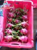 DRAGON FRUIT VIETNAM FOR SALE