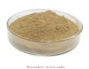 Photosynthetic bacteria