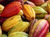 Cocoa Beans