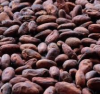 Cocoa