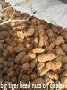 TIGER HEAD NUTS