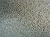 White Sorghum