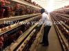 Battery Layer Chicken Cage for Poultry Farm with Large Capacity