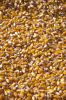 Yellow Corn (Maize) fr...