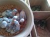 African Grey and Timneh Grey PARROTS/Eggs 