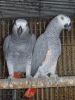African Grey and Timneh Grey PARROTS/Eggs 
