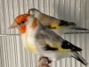 Parisian frill canary birds,Yorkshire canary birds