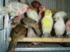 Yorkshire Canary For Sale - Lancashire Canary Birds