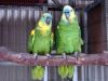 Hand Reared parrots,Amazons,ringneck,Macaws,African grey 