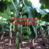 Canenish banana